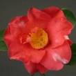 Grandiflora Rosea Variegated